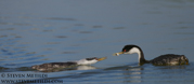 LOONS AND GREBES